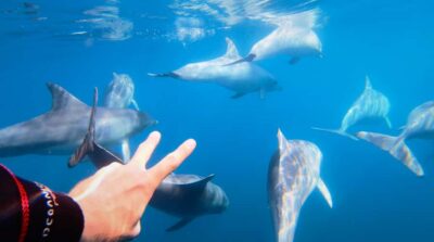 4-Hour Swimming with Dolphins Experience