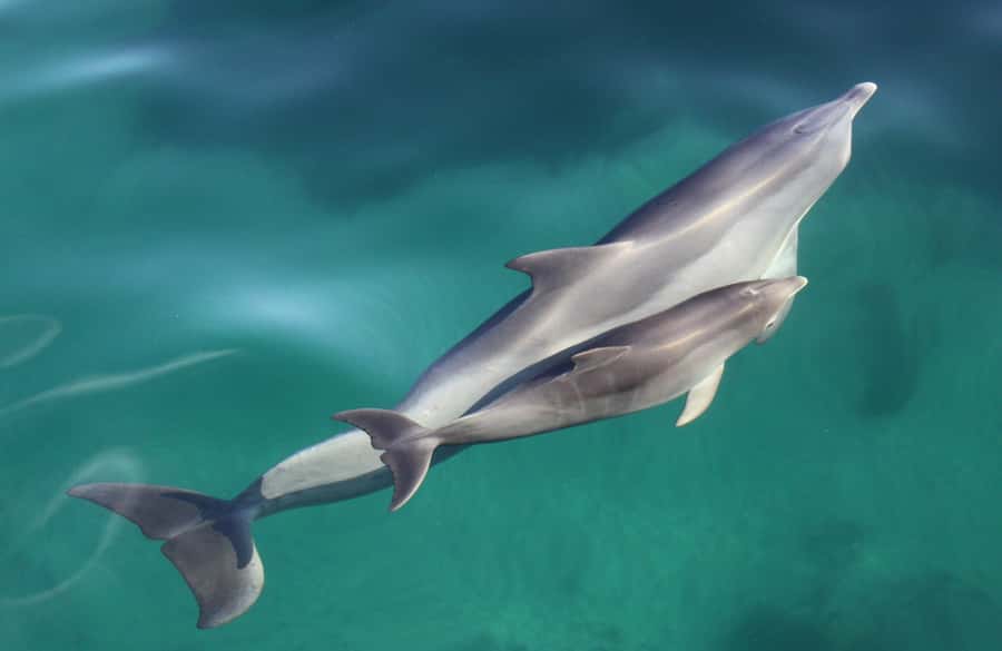 Adelaide: 4-Hour Swimming with Dolphins Experience - Wetsuits, water time, and physical effort