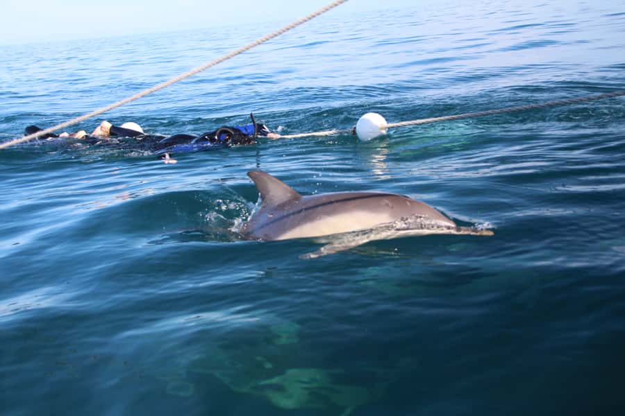 Adelaide: 4-Hour Swimming with Dolphins Experience - Price, value, and the full three-and-a-half hours