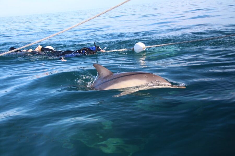 Adelaide: 4-Hour Swimming with Dolphins Experience - Who will enjoy this most