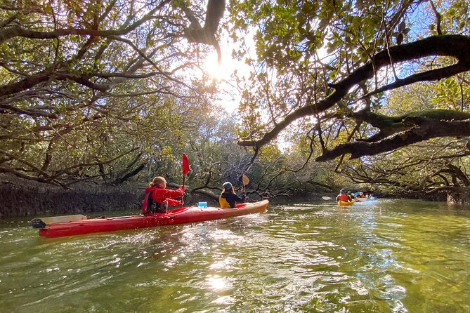 Adelaide Dolphin Sanctuary and Ships Graveyard Kayak Tour - The mangroves are the quiet highlight