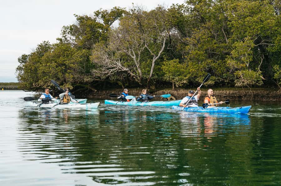 Adelaide: Dolphin Sanctuary Eco Kayaking Tour - Key points to know before you paddle