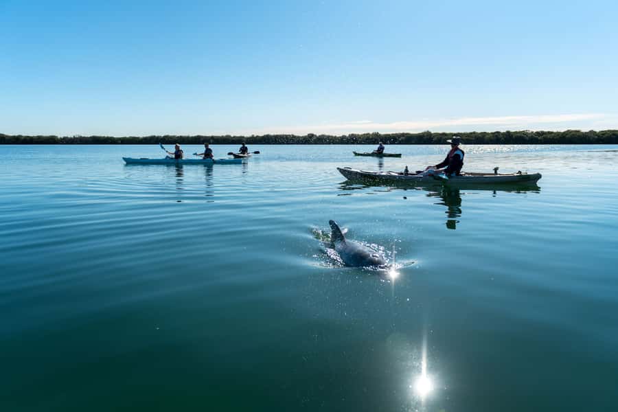 Adelaide: Dolphin Sanctuary Eco Kayaking Tour - The first 15 minutes: getting comfortable in the kayak