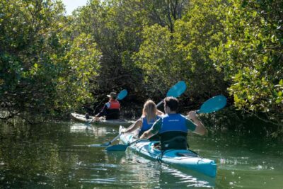 Dolphin Sanctuary Eco Kayaking Tour