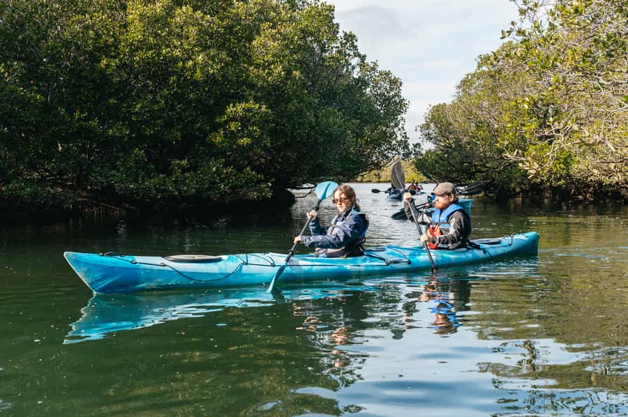 Adelaide: Dolphin Sanctuary Eco Kayaking Tour - Into the 10,000-year-old mangroves