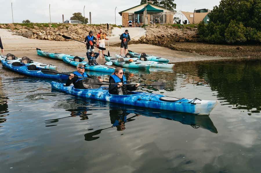 Adelaide: Dolphin Sanctuary Eco Kayaking Tour - Looking for dolphins without chasing them