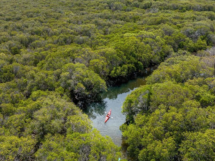 Adelaide: Dolphin Sanctuary Mangroves Kayak Tour - Key points to know before you book