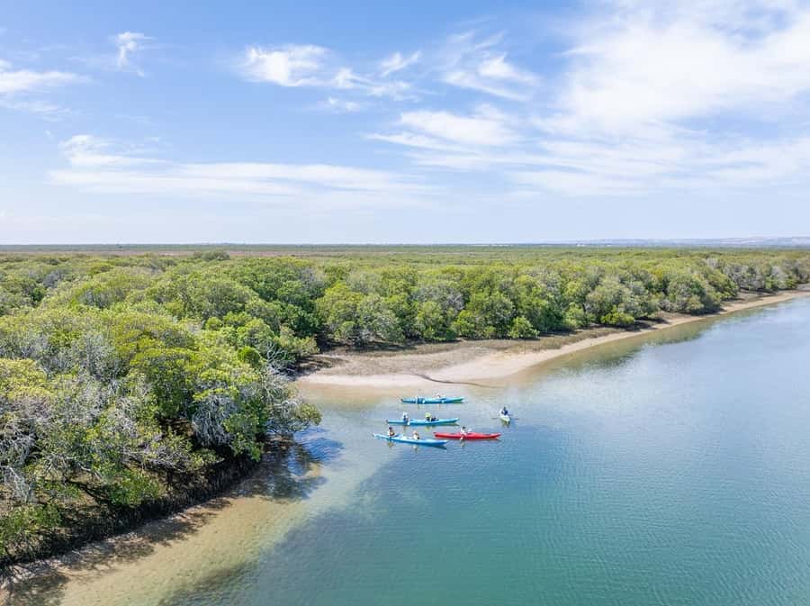 Adelaide: Dolphin Sanctuary Mangroves Kayak Tour - Why Adelaide’s Dolphin Sanctuary makes a good kayak setting