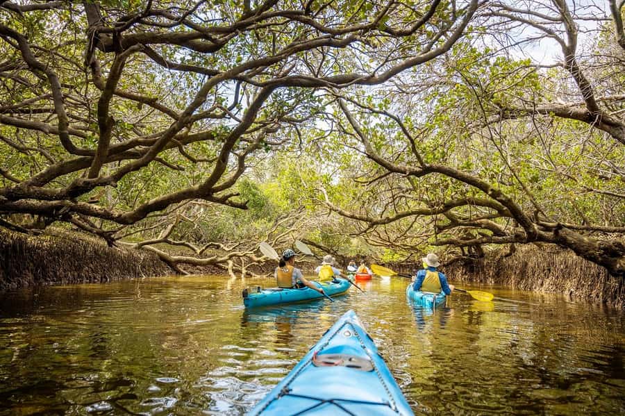 Adelaide: Dolphin Sanctuary Mangroves Kayak Tour - Paddling into the mangrove creeks