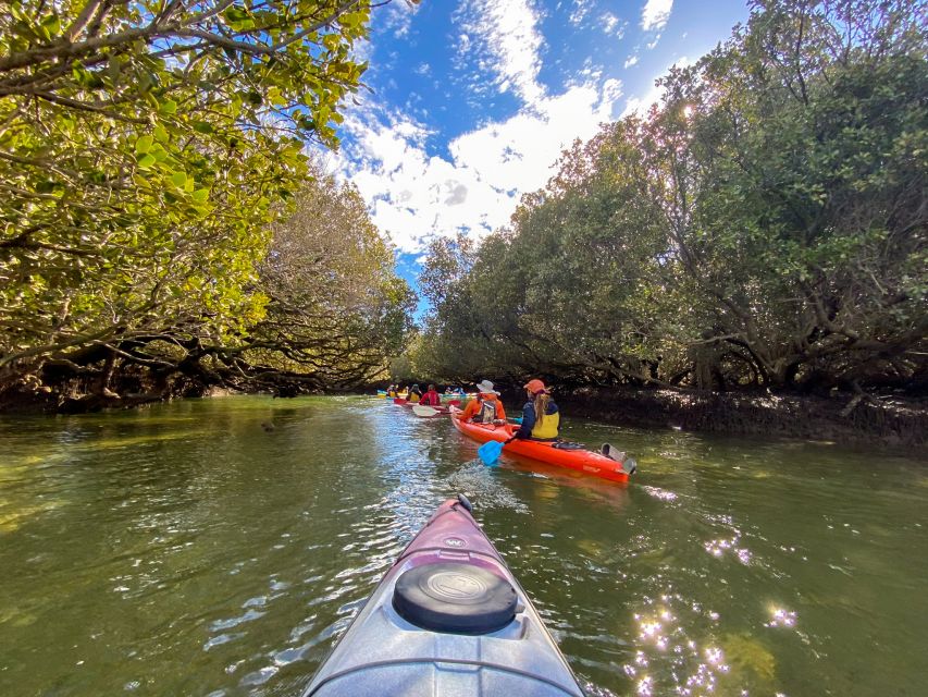 Adelaide: Dolphin Sanctuary Mangroves Kayak Tour - Searching for Port River Dolphins without chasing them