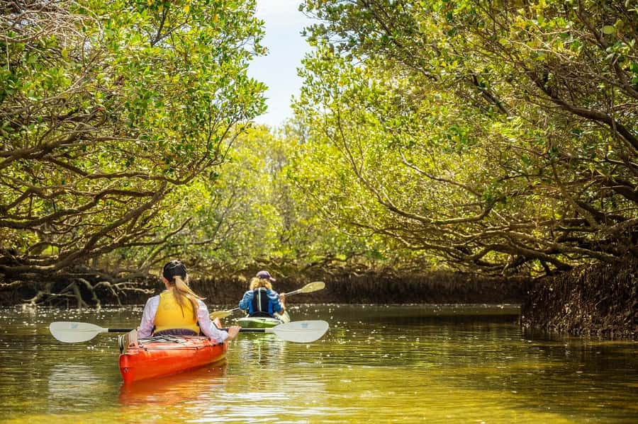 Adelaide: Dolphin Sanctuary Mangroves Kayak Tour - Wildlife, photos, and the return paddle