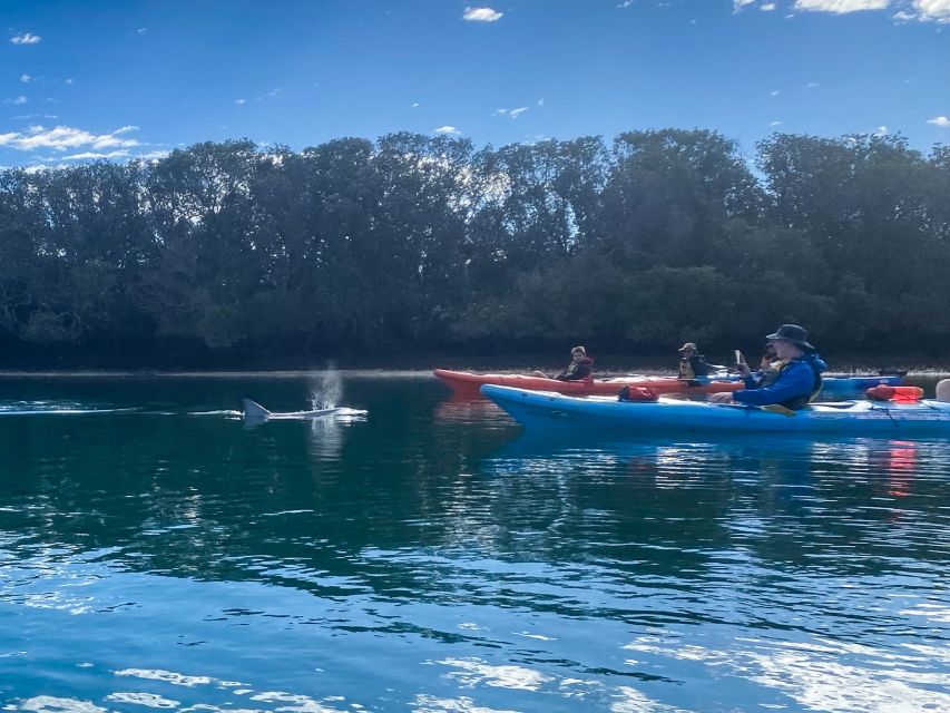 Adelaide: Dolphin Sanctuary Mangroves Kayak Tour - What the $38 price includes
