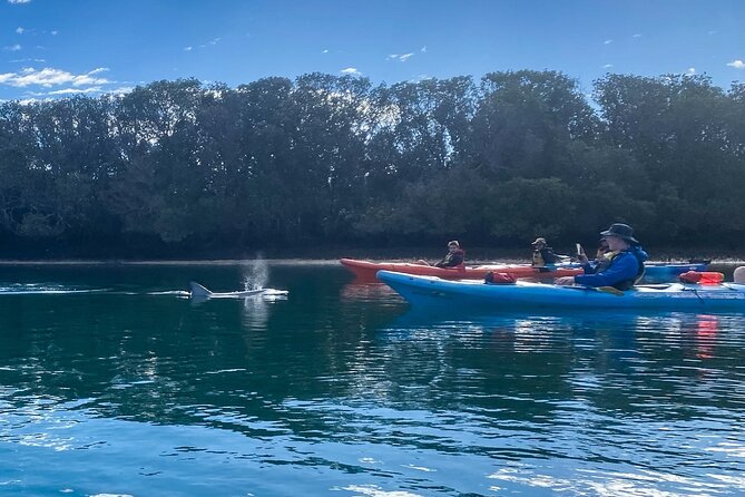 Adelaide Dolphin Sanctuary Mangroves Kayaking Tour - A mangrove paddle close to Adelaide
