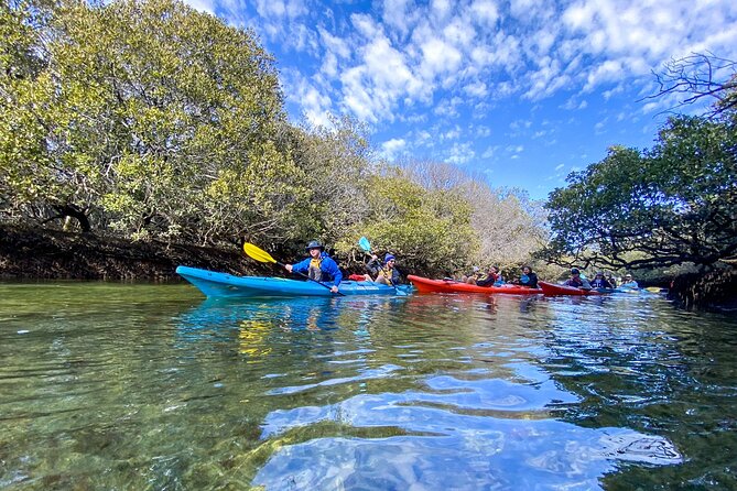Adelaide Dolphin Sanctuary Mangroves Kayaking Tour - Who will enjoy this kayaking tour?