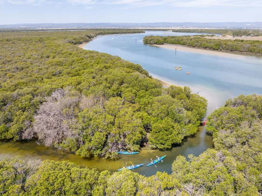 Adelaide: Dolphin Sanctuary Single or Double Kayak Rental - Mangrove creeks and the search for dolphins