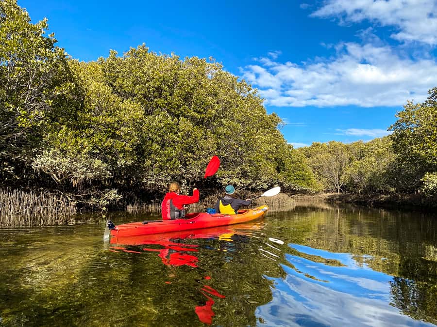Adelaide: Dolphin Sanctuary Single or Double Kayak Rental - Single kayak or double kayak?