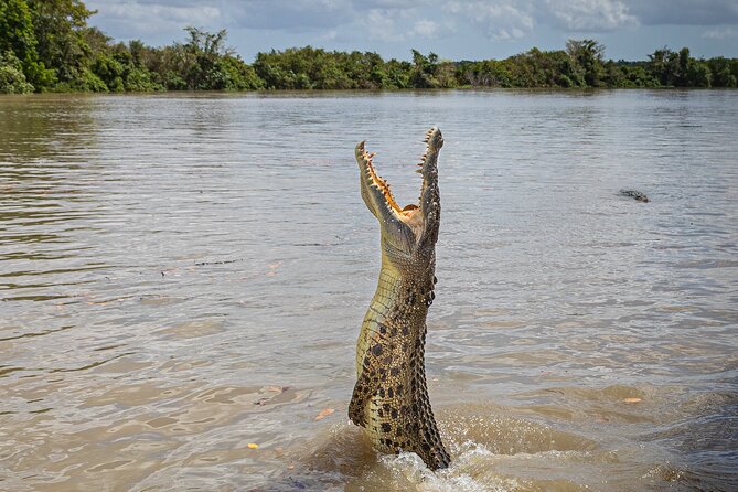 Adelaide River Cruises - Jumping Crocodile Experience - Why the Adelaide River crocodile cruise works