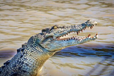 Adelaide River Cruises – Jumping Crocodile Experience
