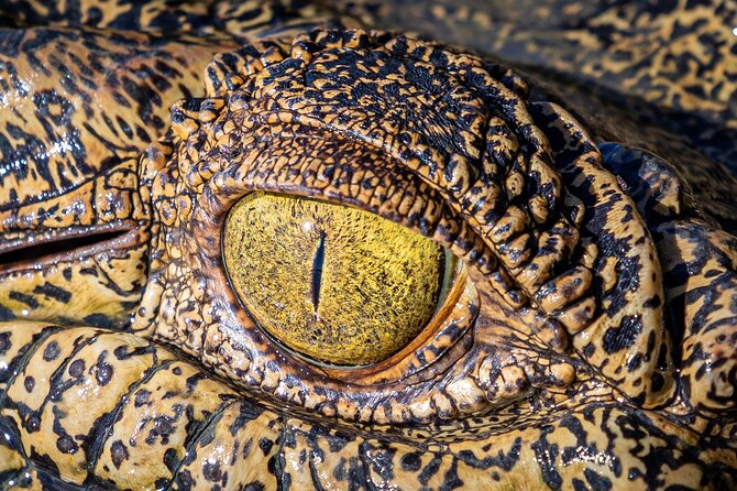 Adelaide River Cruises - Jumping Crocodile Experience - Comfort, safety, and accessibility