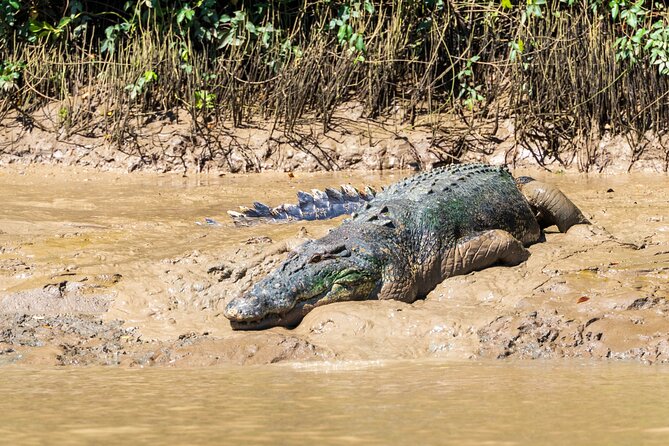 Adelaide River Cruises - Jumping Crocodile Experience - The best time and way to plan it