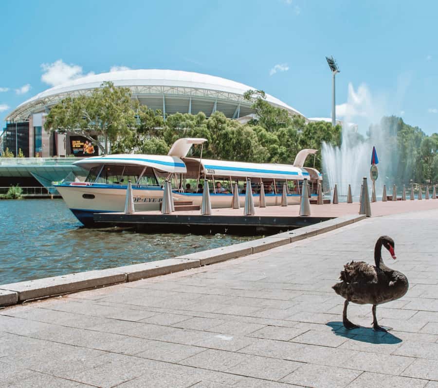 Adelaide: River Torrens Popeye Devonshire Tea Cruise - Who will enjoy this 45-minute outing?