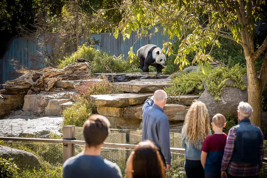 Adelaide Zoo: General Admission Tickets - Why Adelaide Zoo works well for a day in the city