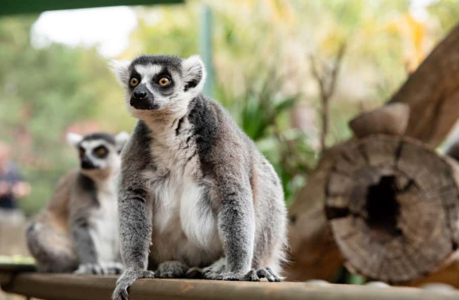 Adelaide Zoo: General Admission Tickets - A practical visit plan from 9:30 AM to 5 PM