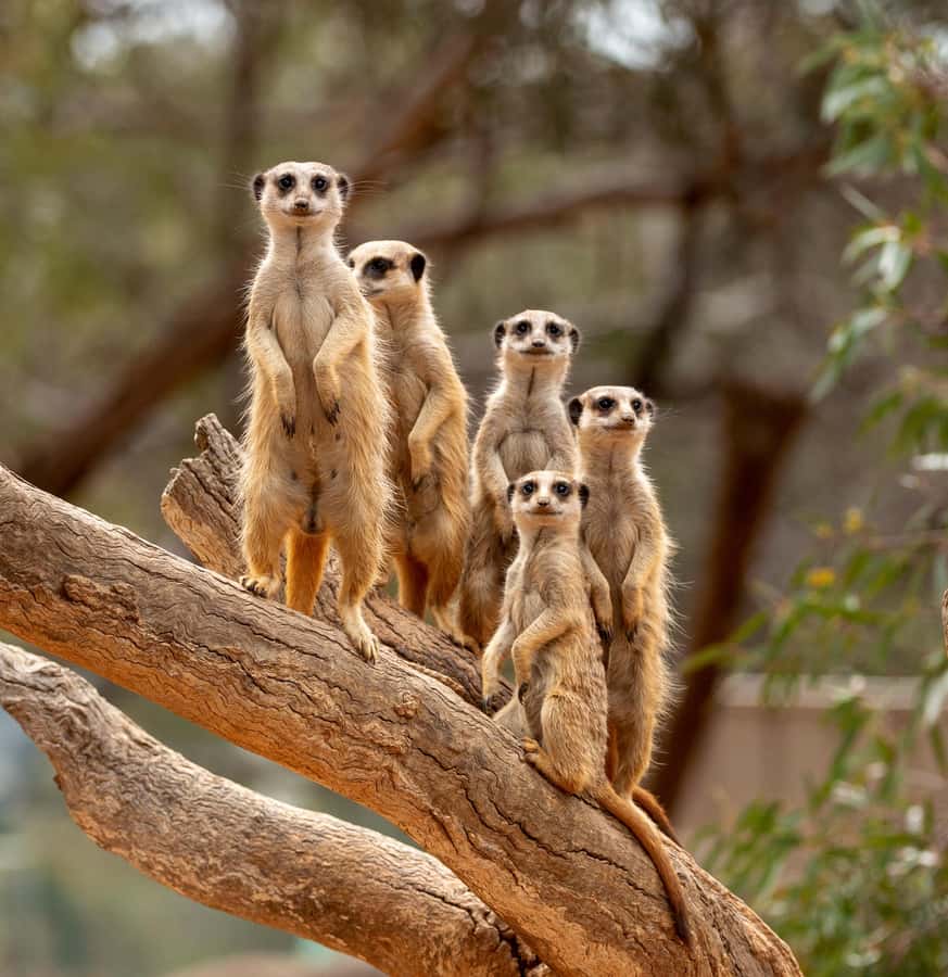 Adelaide Zoo: General Admission Tickets - What the $33 admission really includes