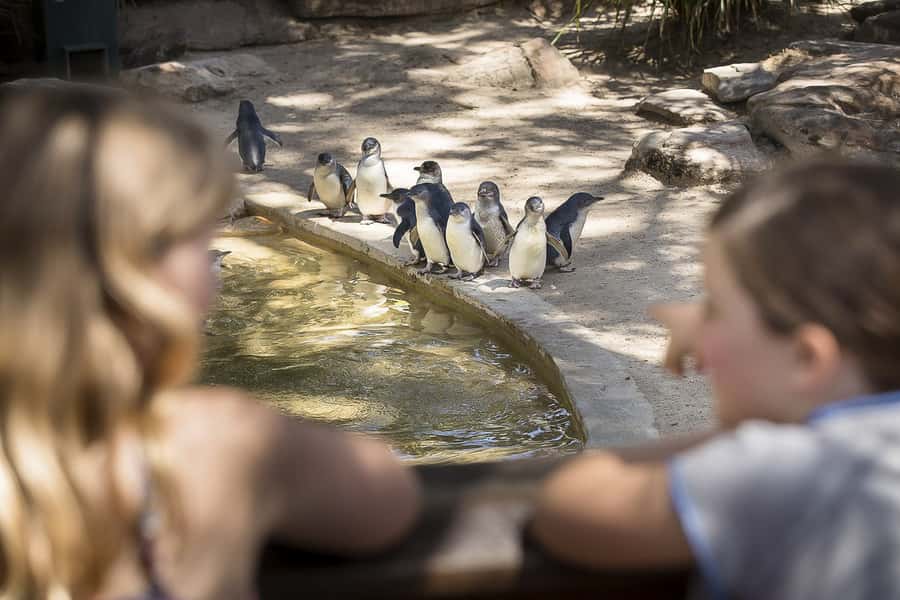 Adelaide Zoo: General Admission Tickets - Start with the pandas before the day warms up