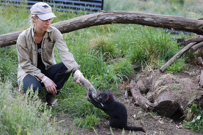 After Dark Tasmanian Devil Feeding Tour at Cradle Mountain - Key points to know before you book