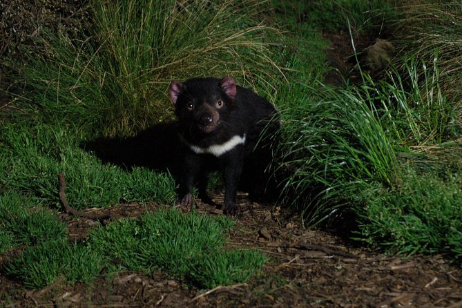 After Dark Tasmanian Devil Feeding Tour at Cradle Mountain - The guided walk through Devils@Cradle