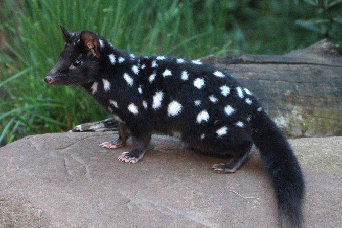After Dark Tasmanian Devil Feeding Tour at Cradle Mountain - The quolls are an excellent surprise