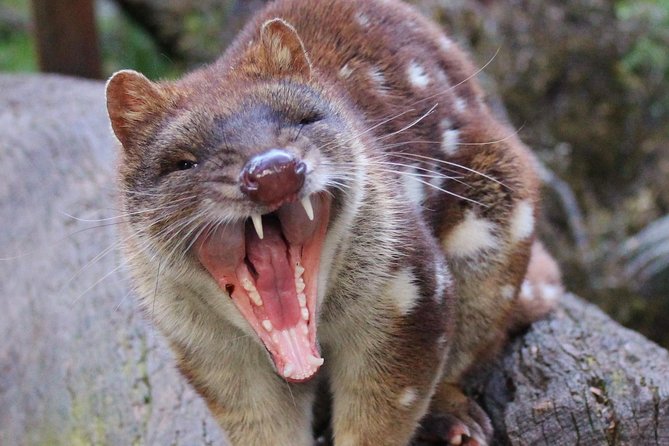 After Dark Tasmanian Devil Feeding Tour at Cradle Mountain - Start at the main viewing deck