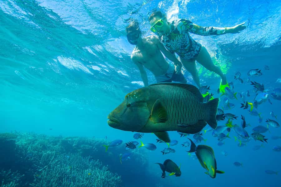 Airlie Beach: Adults-Only Whitehaven Beach Sailing Tour - Snorkeling depends on the day