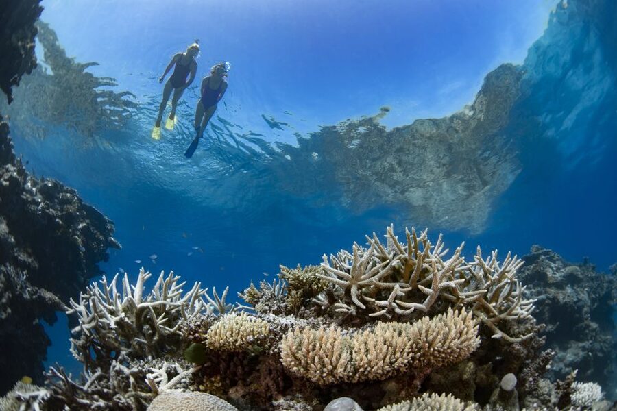 Airlie Beach: Great Barrier Reef & Whitehaven Beach Tour - Who should book this eight-hour adventure?