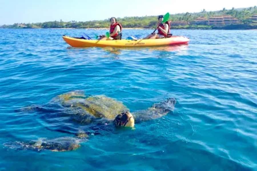 Airlie Beach: Half Day Turtle Tour Sea Kayaking Adventure - Key points to know before you book