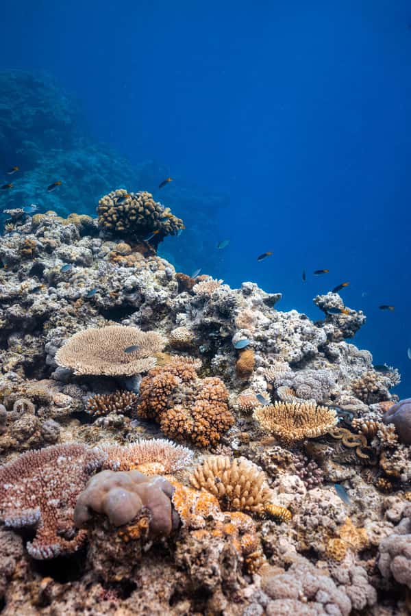 Airlie Beach: Outer Great Barrier Reef Snorkeling Day Trip - Lunch, snacks, and onboard comfort