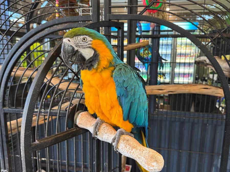Airlie Beach: The Airlie Hopper Sightseeing Bus - Cedar Creek Falls and the swim stop