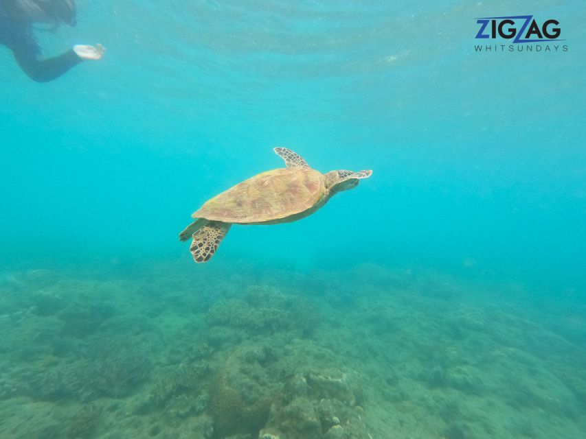 Airlie Beach: Whitehaven Beach Day Tour with Snorkel Option - Should you book ZigZag Whitsundays?