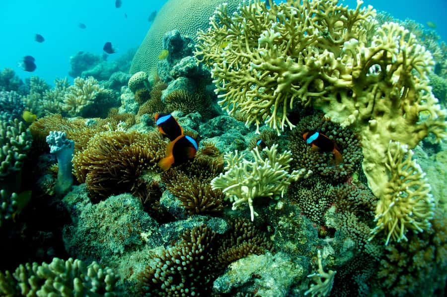 Airlie Beach: Whitsunday Islands Sailing, SUP & Snorkel Tour - Langford Island and the private mooring