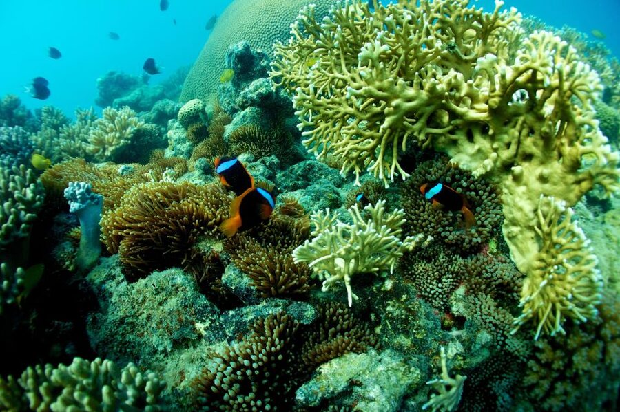 Airlie Beach: Whitsunday Islands Sailing, SUP & Snorkel Tour - Lunch, morning tea, and the BYO rule