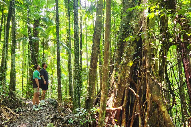 Airlie Waterfalls & Rainforest Bushwalk Eco Adventure - Cedar Creek Falls: an hour beside the water