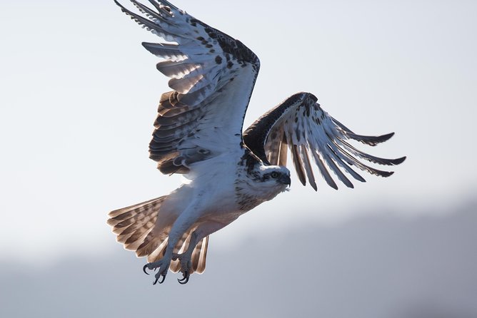Albany Wildlife and Scenic Cruise - Green Island and the pelican-breeding ground
