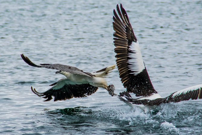 Albany Wildlife and Scenic Cruise - Who will enjoy this four-hour morning