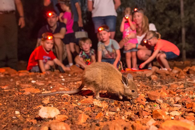 Alice Springs Desert Park Nocturnal Tour - Key points to know before you book