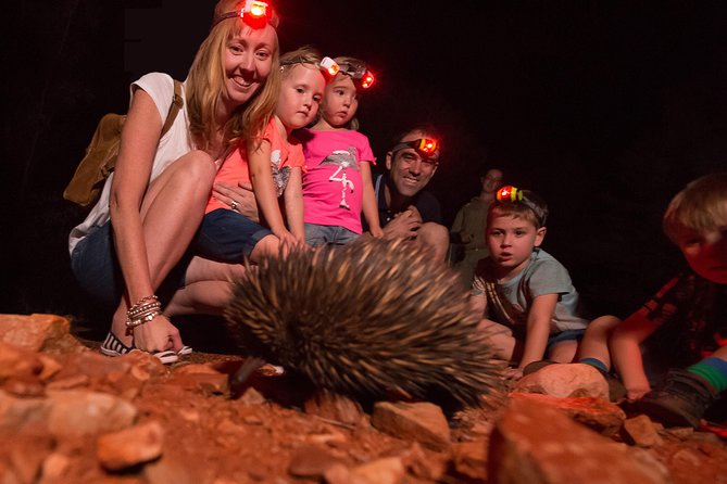Alice Springs Desert Park Nocturnal Tour - Inside the predator-proof Mulga Walk enclosure