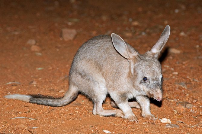 Alice Springs Desert Park Nocturnal Tour - What you might see after dark