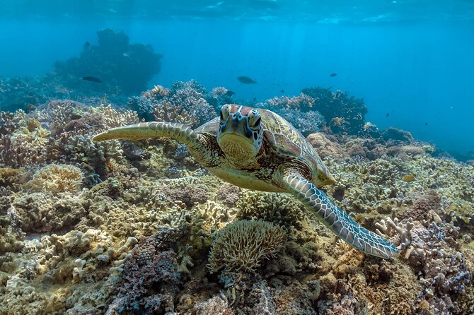All Inclusive Day Tour to Frankland Islands Great Barrier Reef - Key points to know before booking