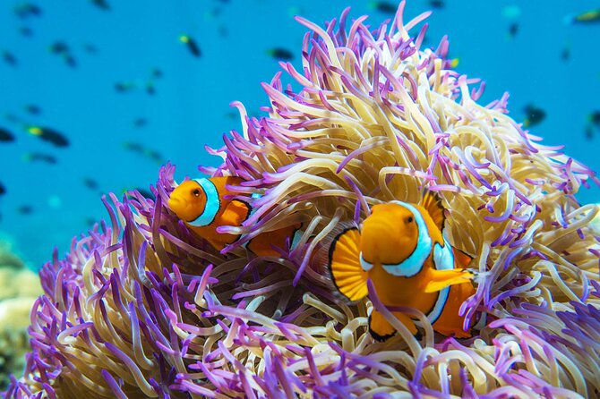 All Inclusive Day Tour to Frankland Islands Great Barrier Reef - The semi-submarine adds an easy reef view
