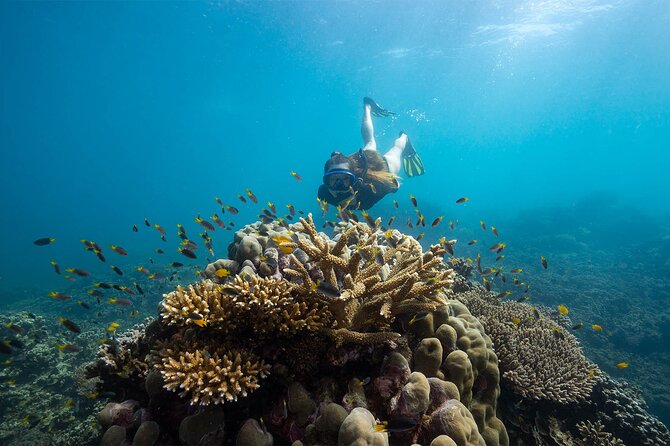 All Inclusive Day Tour to Frankland Islands Great Barrier Reef - An island walk with more than scenery
